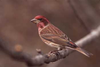 purplefinch114.jpg