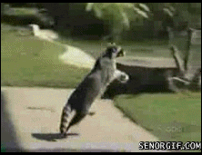 5f70f0ad-3eb7-4617-a502-ebbabbab40b4.gif