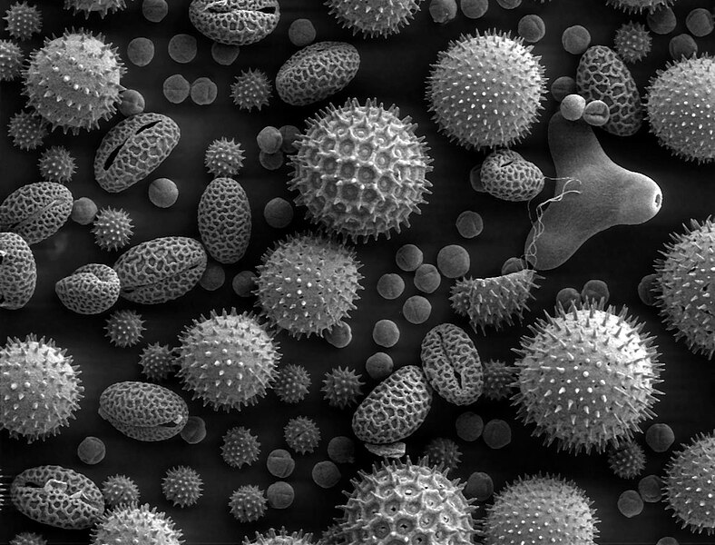 788px-Misc_pollen.jpg