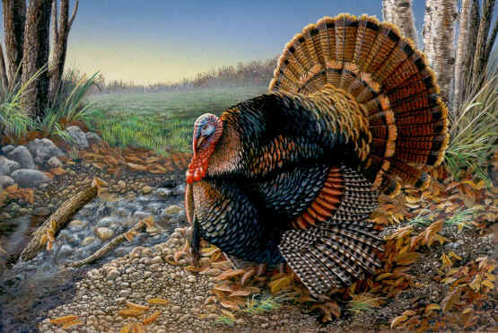 Wild_Turkey1.jpg