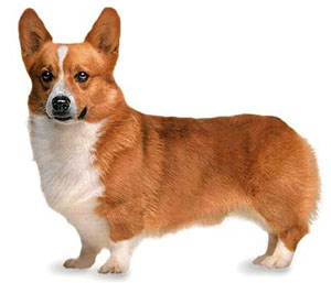 Pembroke_Welsh_Corgi.jpg