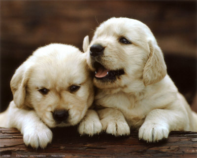 golden-retrievers-puppies.jpg