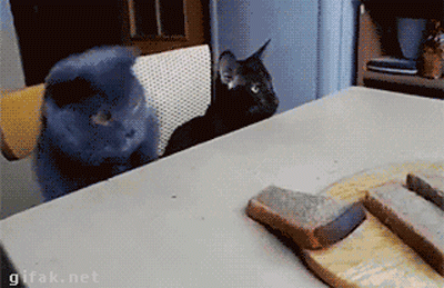 funny-pictures-cat-stealing-bread-animated-gif.gif