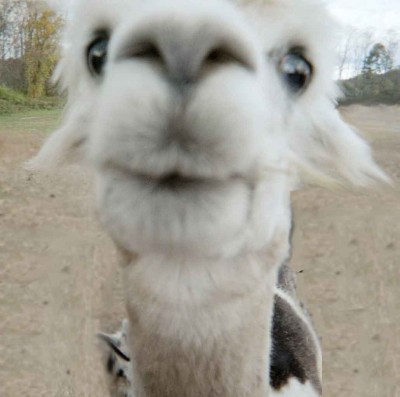 cute-alpaca-400x397.jpg