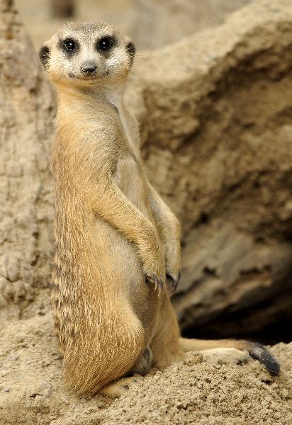 Meerkat_Looking_At_Camera_600.jpg