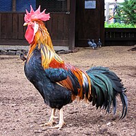 199px-Brown_Leghorn_rooster_in_Australia.jpg