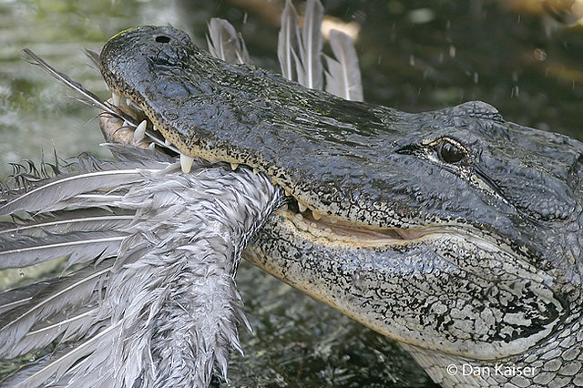 crocodile-eating-pelican-bord.jpg