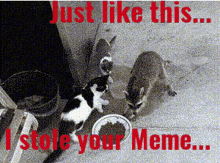 raccoon-steals-stole-meme.gif
