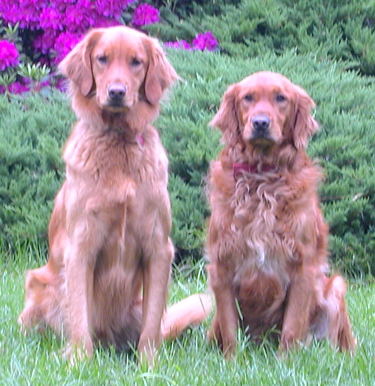 GoldenRetrieversLittleDuAndRocky.JPG