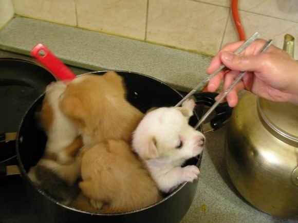 Puppies%20Being%20Cooked.jpg