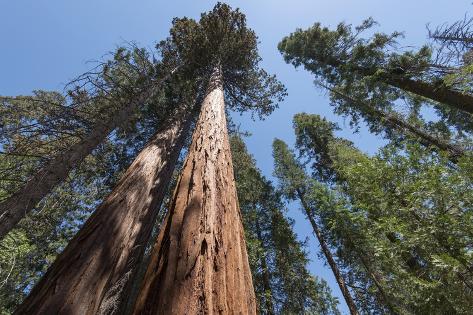 francois-galland-sequoia-trees-at-mariposa-grove-yosemite_a-G-13451152-9436056.jpg