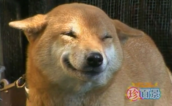 smiling-dog.jpg