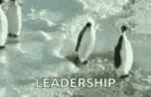 penguins-funny.gif