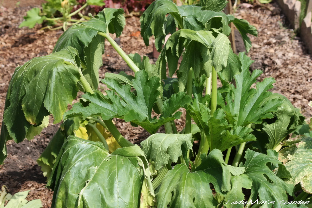 wiltedzucchiniplant.jpg