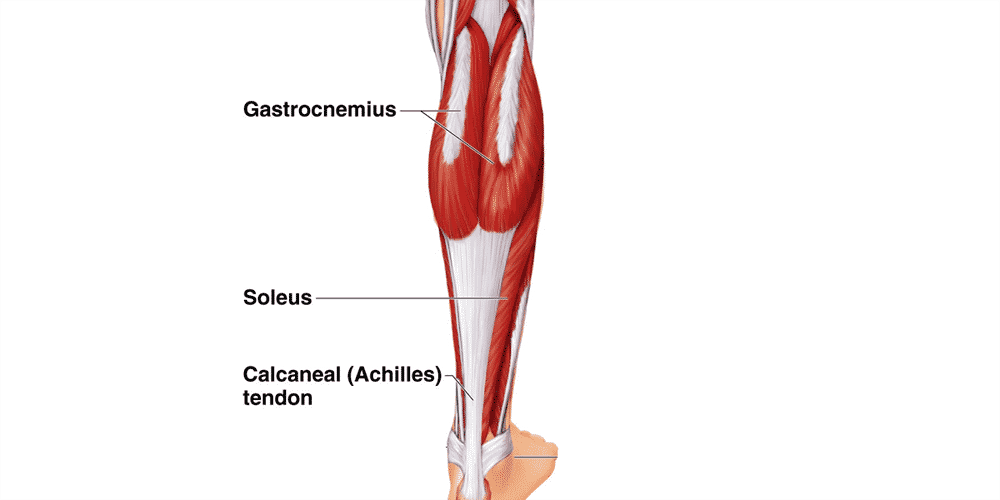 calf-anatomy.png