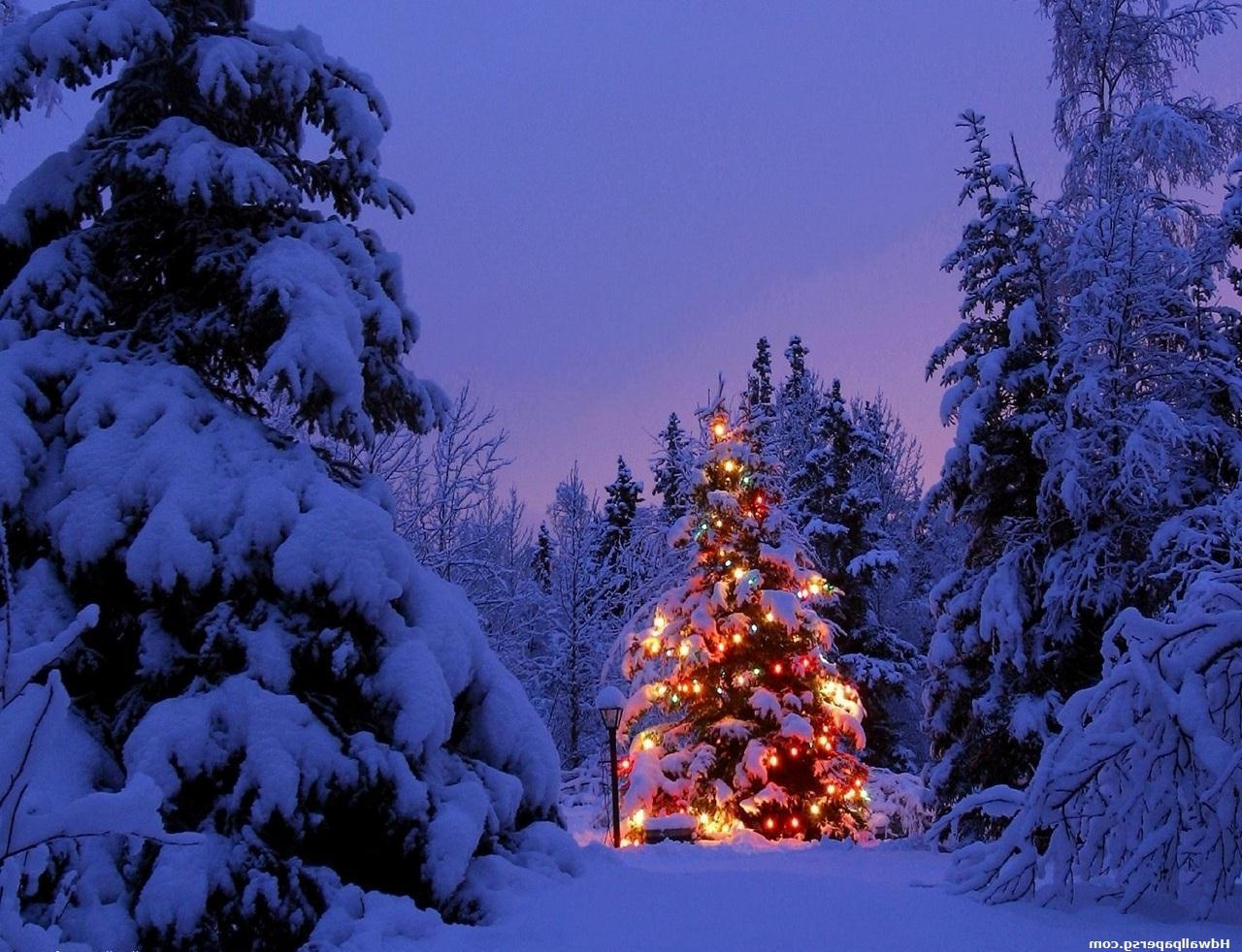 lonely_lighted_xmas_tree_in_forest_dark_night.jpg