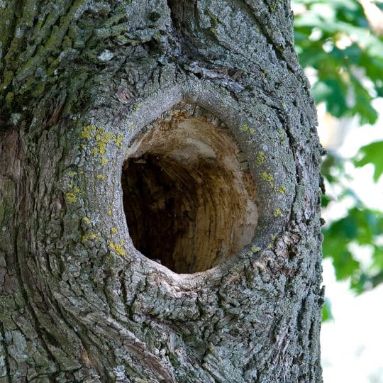 tree-hollow-540x540.jpg