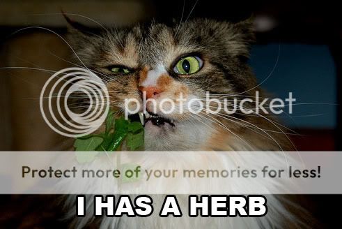 i-has-a-herb-01.jpg