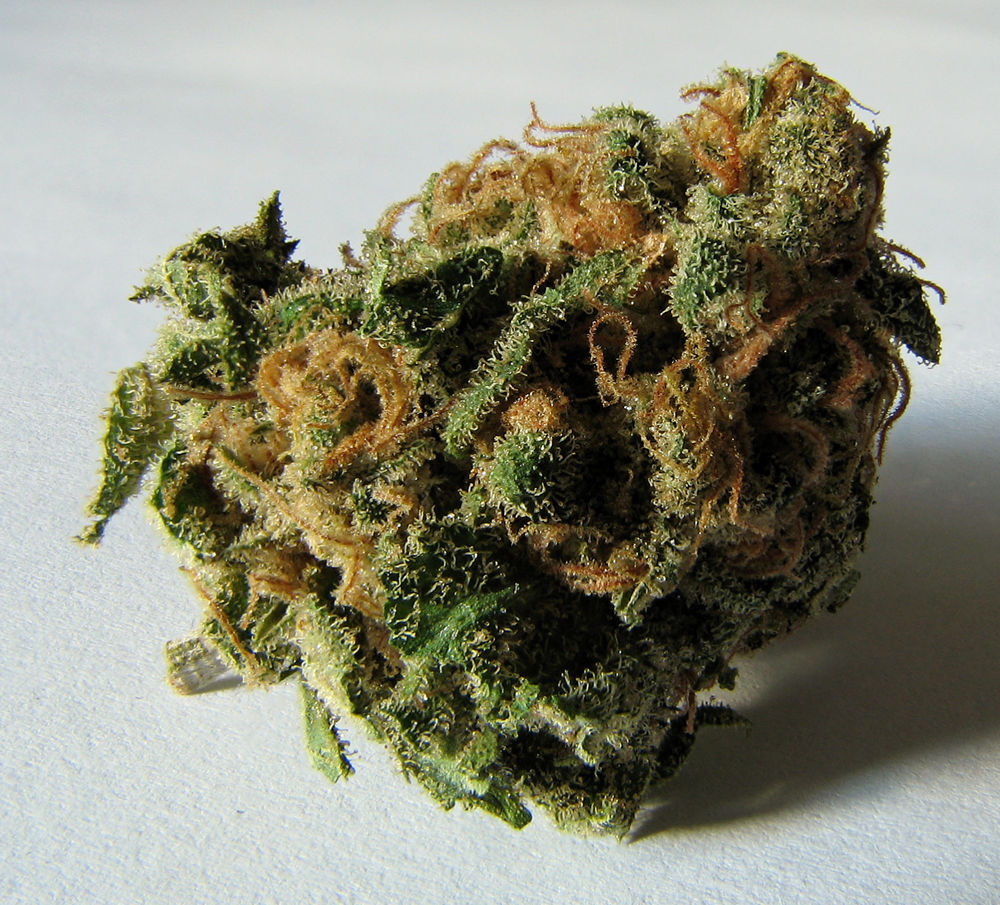 1362708532_macro_cannabis_bud.jpg