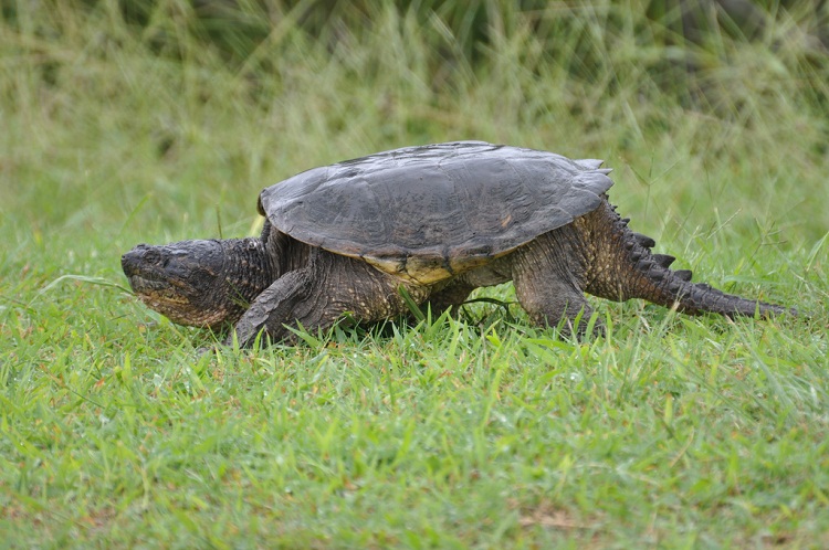 Common-Snapping-Turtle.jpg