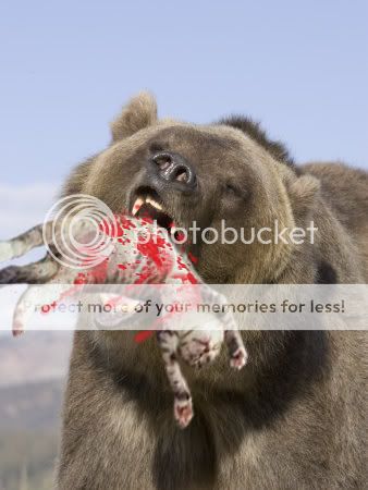 BearKitten.jpg