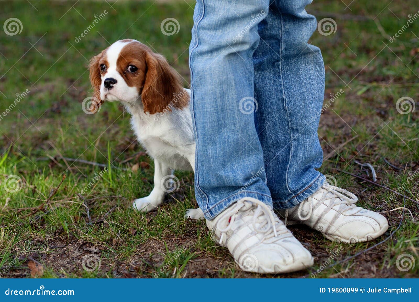 hiding-puppy-19800899.jpg