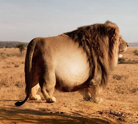 Fat_Lion.jpeg