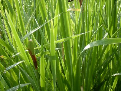 Grass+sm.jpg