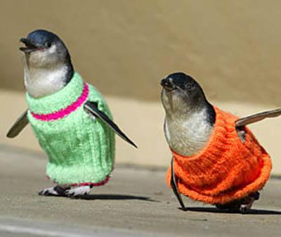 penguins-sweaters.jpg