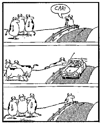 090509-more-tricky-cows1.gif