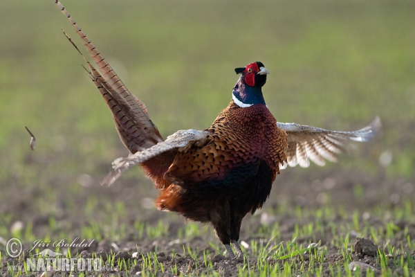 pheasant-9140.jpg