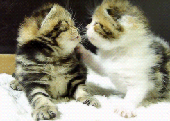 make-out-kittens.gif
