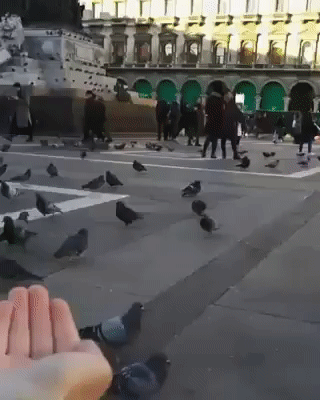 giphy.gif