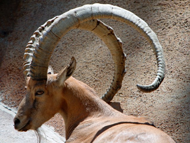 Ibex-m.jpg