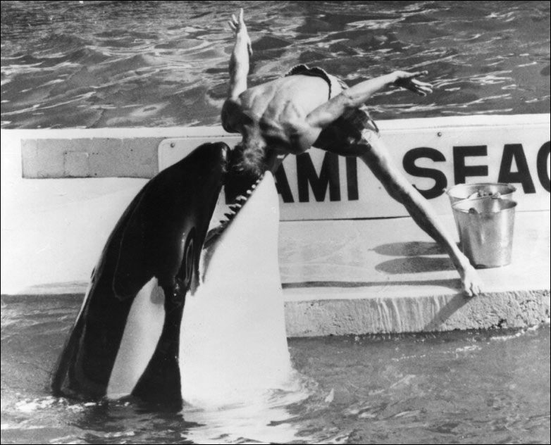 _45266666_killerwhale_getty_782.jpg