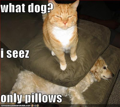 lolcats.jpg
