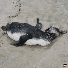 _48431276_deadpenguinap.jpg