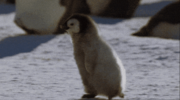 penguin running GIF