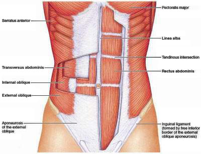 abdominal-core-anatomy.jpg