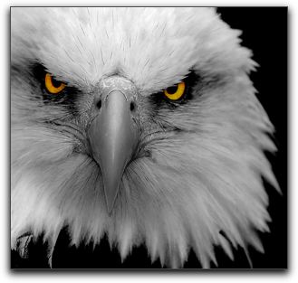 Eagle-stare-BW.jpg