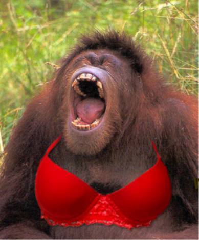 new_bra_model.jpg