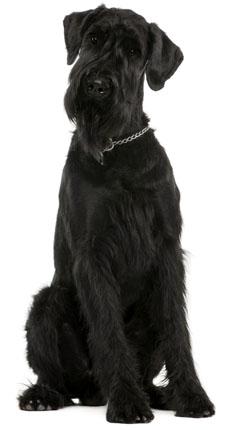 giant-schnauzer.jpg