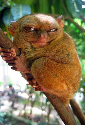 Tarsier,%20Squinty.JPG