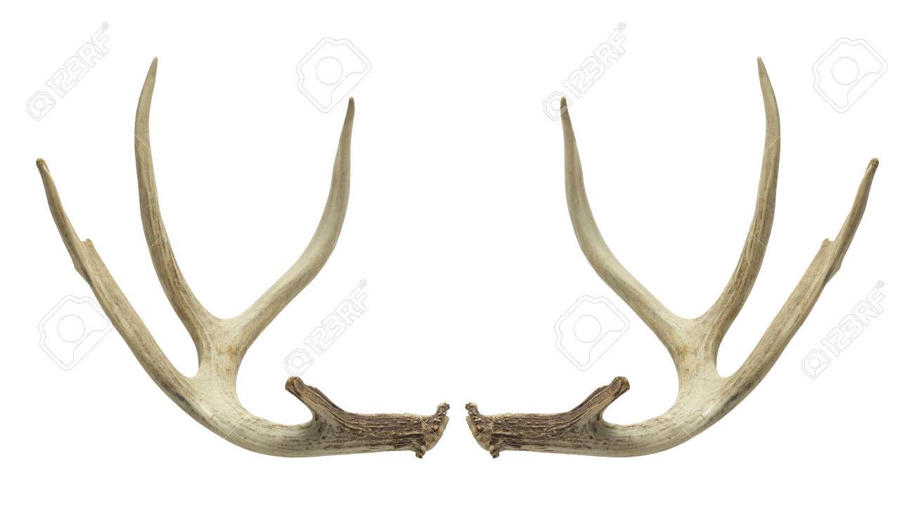 66211724-pair-of-deer-antlers-isolated-on-white-background-.jpg