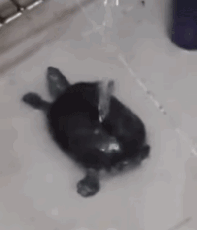 funny-pictures-turtle-taking-bath-animated-gif.gif