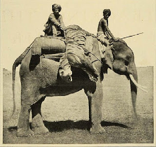 1911+Print+Man+Eating+Tiger+Hunting+India+Elephants.jpg