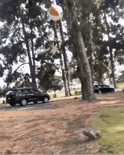 QvfZOgm.gif
