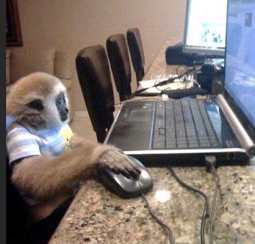 monkey-computer-user.jpg