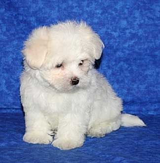 maltese_puppy.jpg