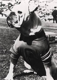 Uga_I_mascot.jpg